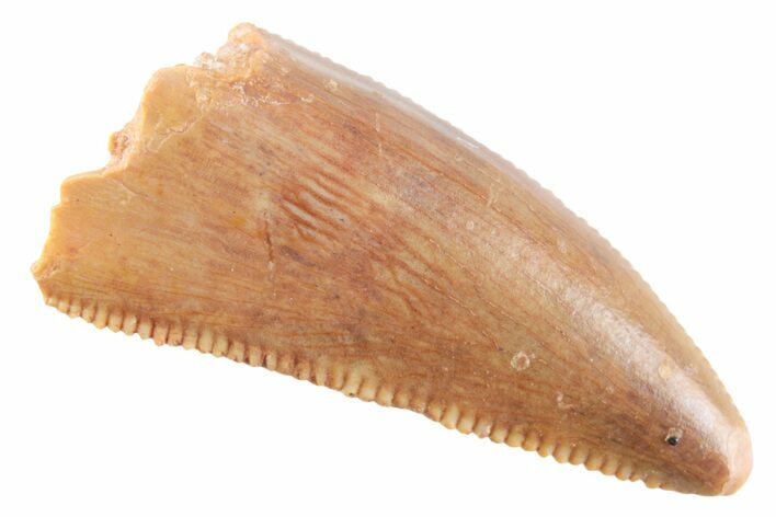Serrated Raptor Premaxillary Tooth - Real Dinosaur Tooth #364813